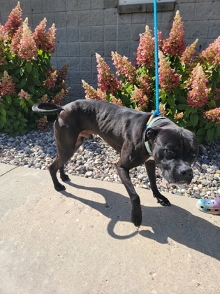 Chino, an adoptable Pit Bull Terrier, Boxer in Fergus Falls, MN, 56537 | Photo Image 2