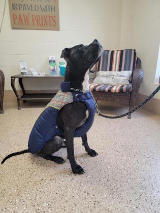 Chino, an adoptable Pit Bull Terrier, Boxer in Fergus Falls, MN, 56537 | Photo Image 3