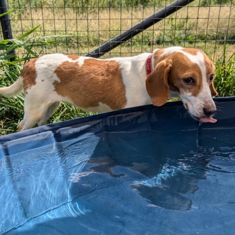 Gina, an adoptable Beagle in Nowata, OK, 74048 | Photo Image 2