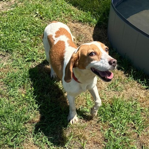 Gina, an adoptable Beagle in Nowata, OK, 74048 | Photo Image 5