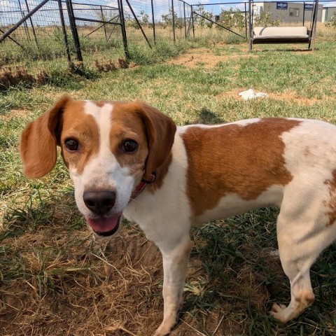 Gina, an adoptable Beagle in Nowata, OK, 74048 | Photo Image 6