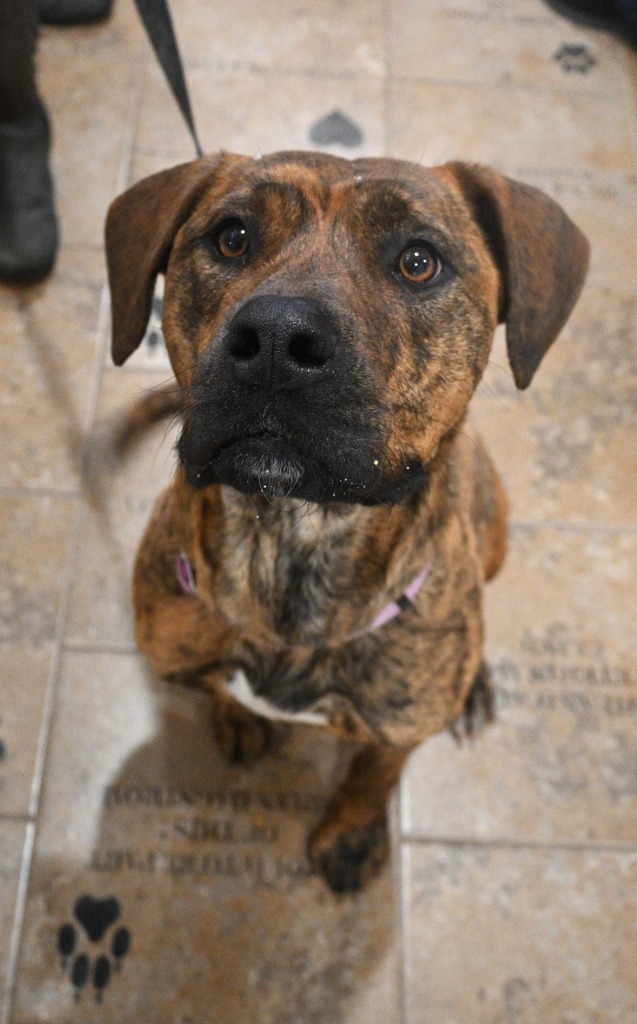 Taffy, an adoptable Mixed Breed in Ashland, WI, 54806 | Photo Image 1