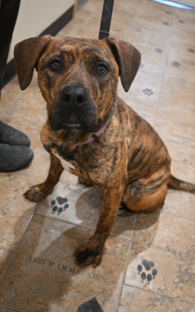 Taffy, an adoptable Mixed Breed in Ashland, WI, 54806 | Photo Image 3