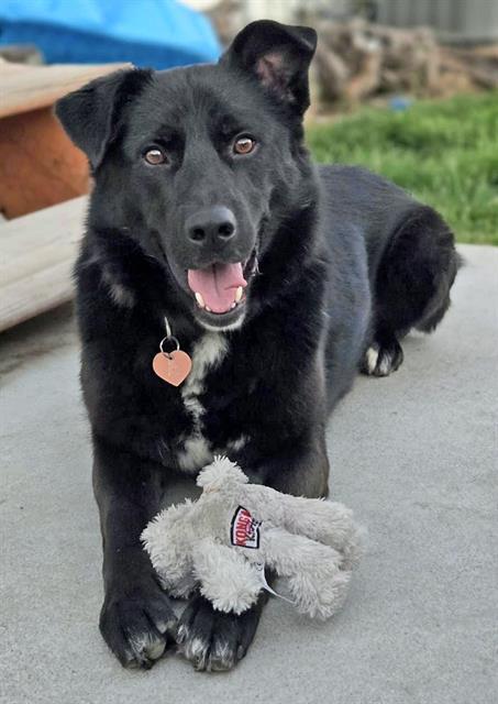 BOBO, an adoptable German Shepherd Dog, Border Collie in Ogden, UT, 84404 | Photo Image 1