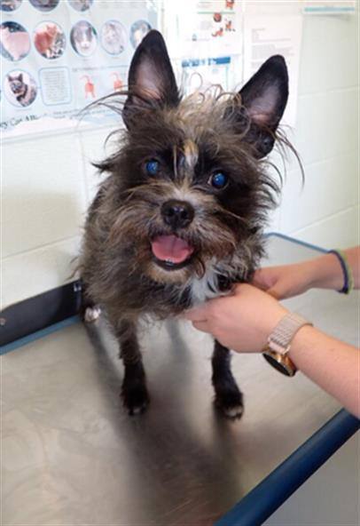 Dog for adoption Glinda a Cairn Terrier in Beatrice NE Petfinder