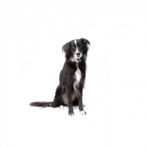 Russell Border Collie Dog