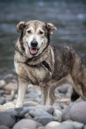 NICOLE Alaskan Malamute Dog