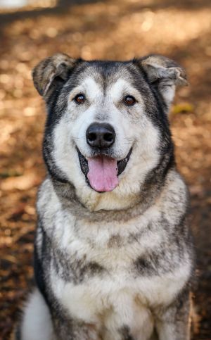 NICOLE Alaskan Malamute Dog