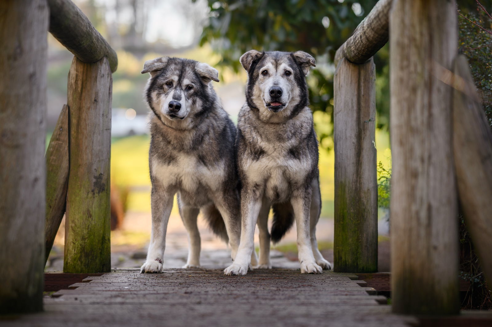 NICOLE, an adoptable Alaskan Malamute, Irish Wolfhound in Seattle, WA, 98175 | Photo Image 2
