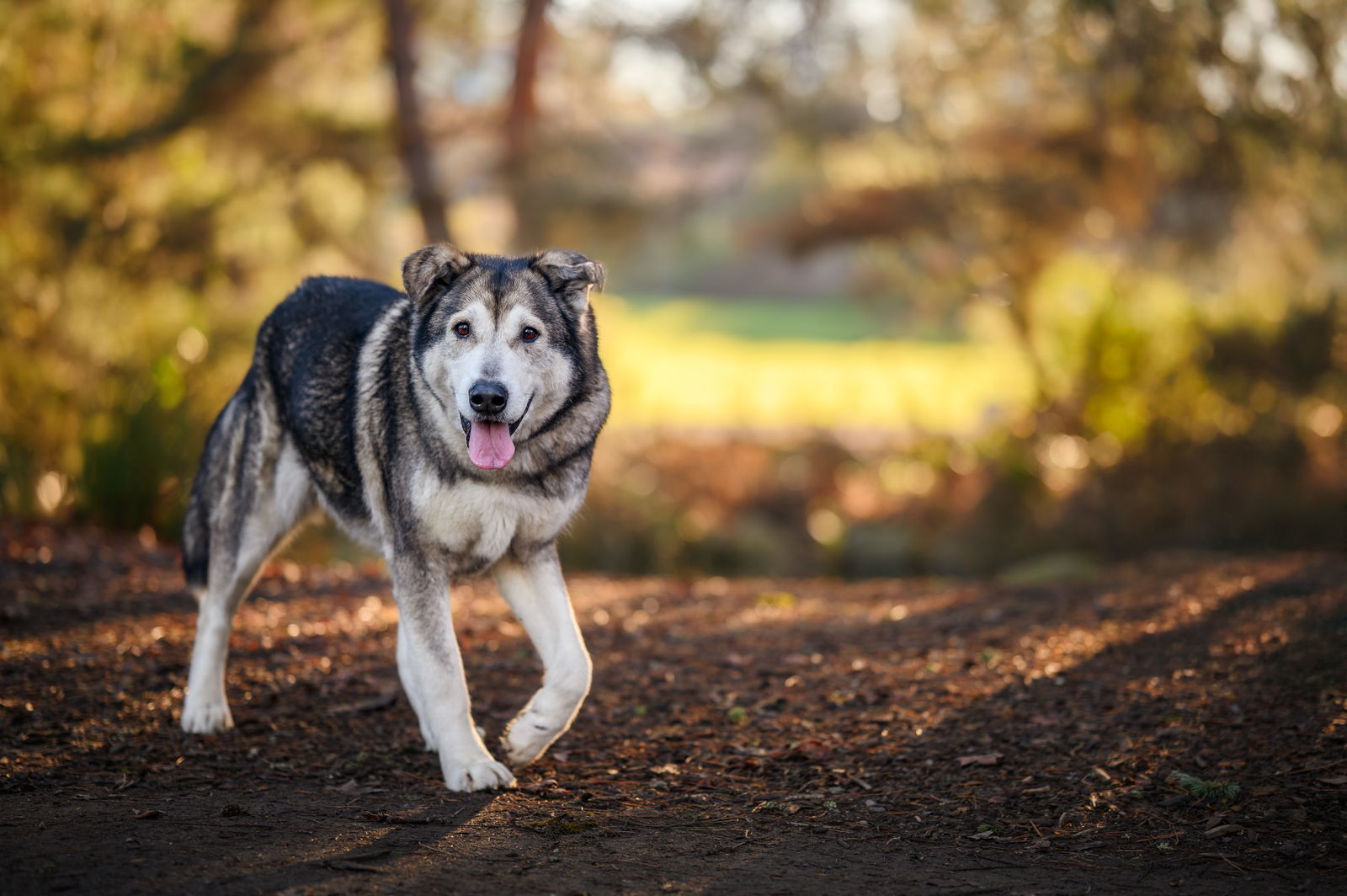 NICOLE, an adoptable Alaskan Malamute, Irish Wolfhound in Seattle, WA, 98175 | Photo Image 3