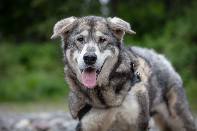 Dog for adoption - DAKOTA, an Alaskan Malamute & Irish Wolfhound Mix in ...