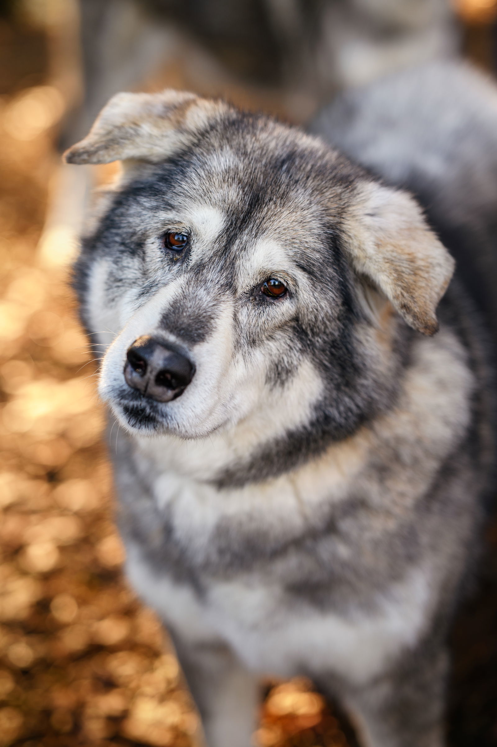 DAKOTA (Girl), an adoptable Alaskan Malamute, Irish Wolfhound in Seattle, WA, 98175 | Photo Image 1