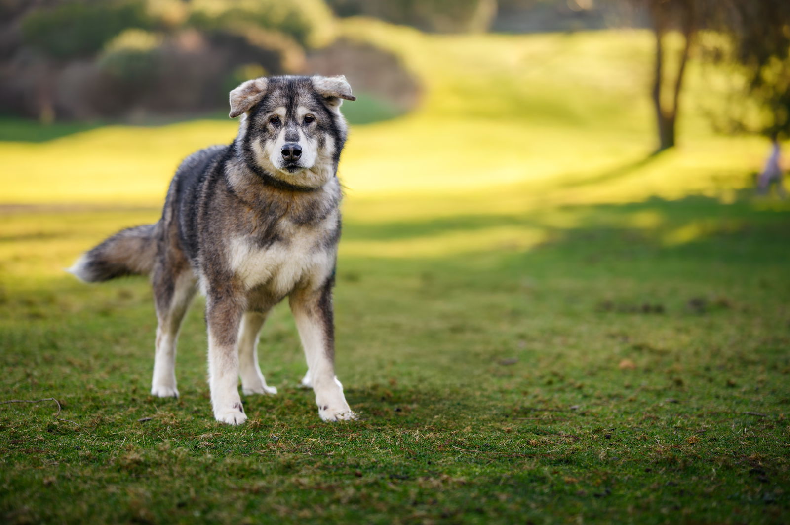 DAKOTA (Girl), an adoptable Alaskan Malamute, Irish Wolfhound in Seattle, WA, 98175 | Photo Image 3