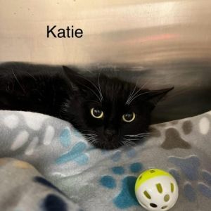 Katie Domestic Short Hair Cat