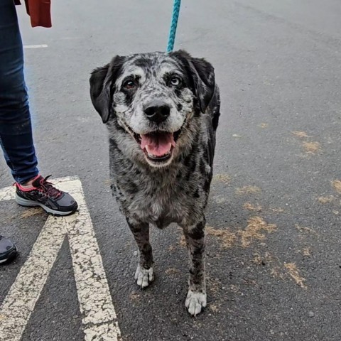 Tru 'Love', an adoptable Catahoula Leopard Dog, Labrador Retriever in Priest River, ID, 83856 | Photo Image 2