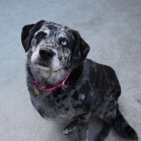 Tru 'Love', an adoptable Catahoula Leopard Dog, Labrador Retriever in Priest River, ID, 83856 | Photo Image 3