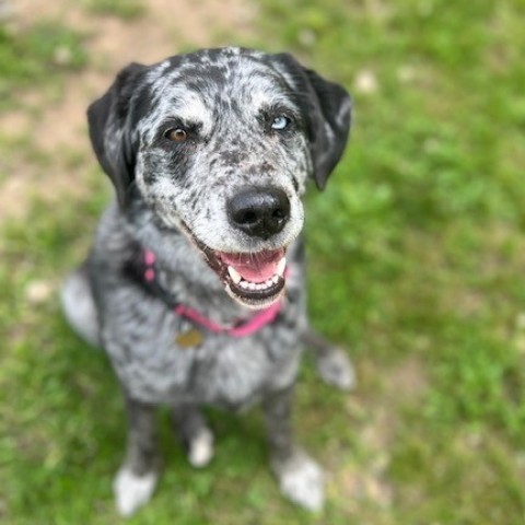 Tru 'Love', an adoptable Catahoula Leopard Dog, Labrador Retriever in Priest River, ID, 83856 | Photo Image 4