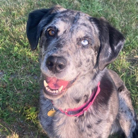 Tru 'Love', an adoptable Catahoula Leopard Dog, Labrador Retriever in Priest River, ID, 83856 | Photo Image 5