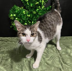 Star Domestic Short Hair Cat