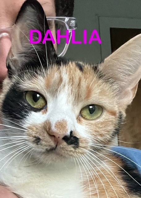 DAHLIA (Mom)