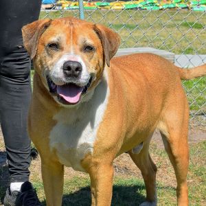 PERRY, Adult Male Labrador Retriever