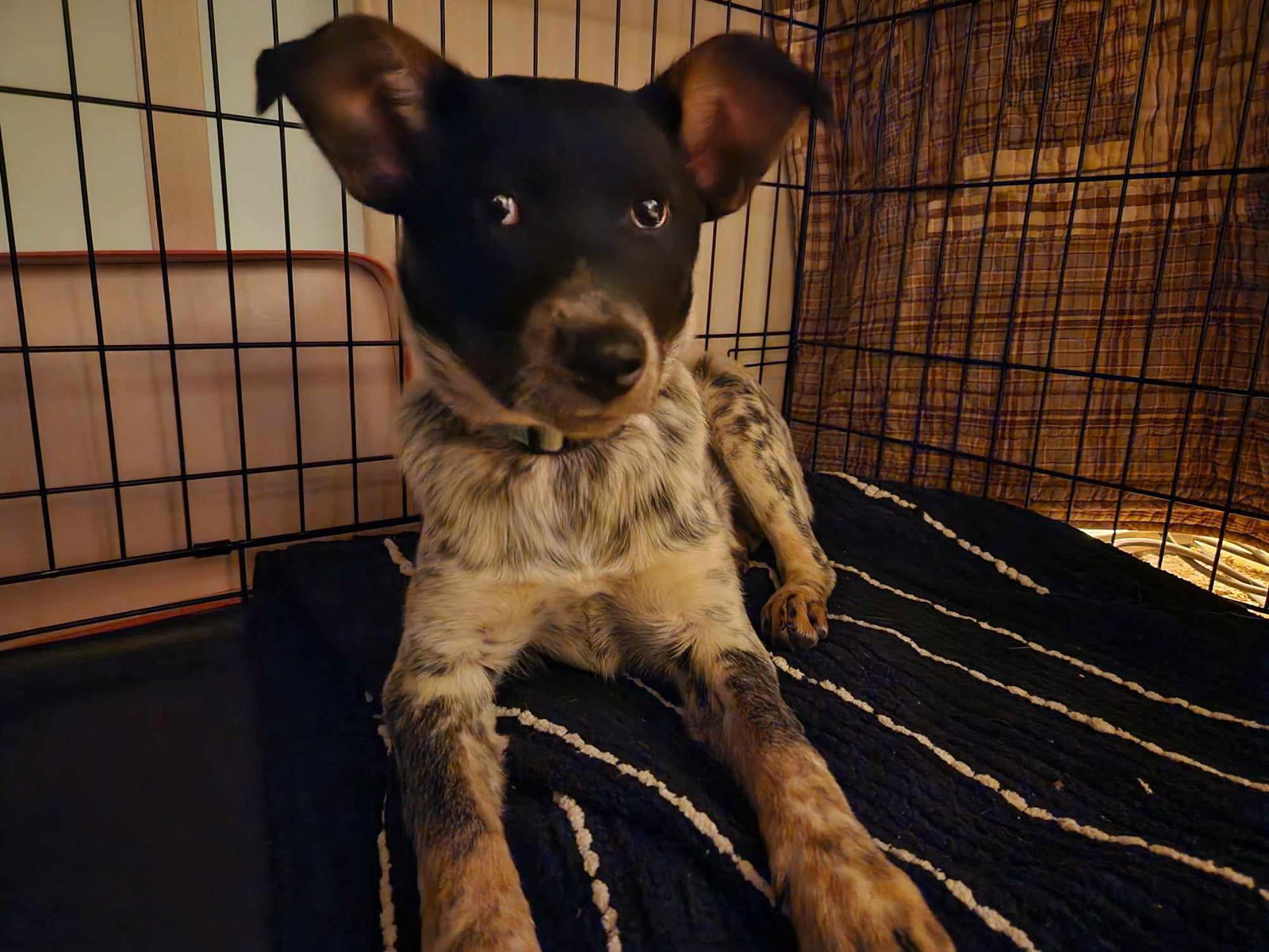 Marlie, an adoptable Australian Cattle Dog / Blue Heeler in Midway, UT, 84049 | Photo Image 2