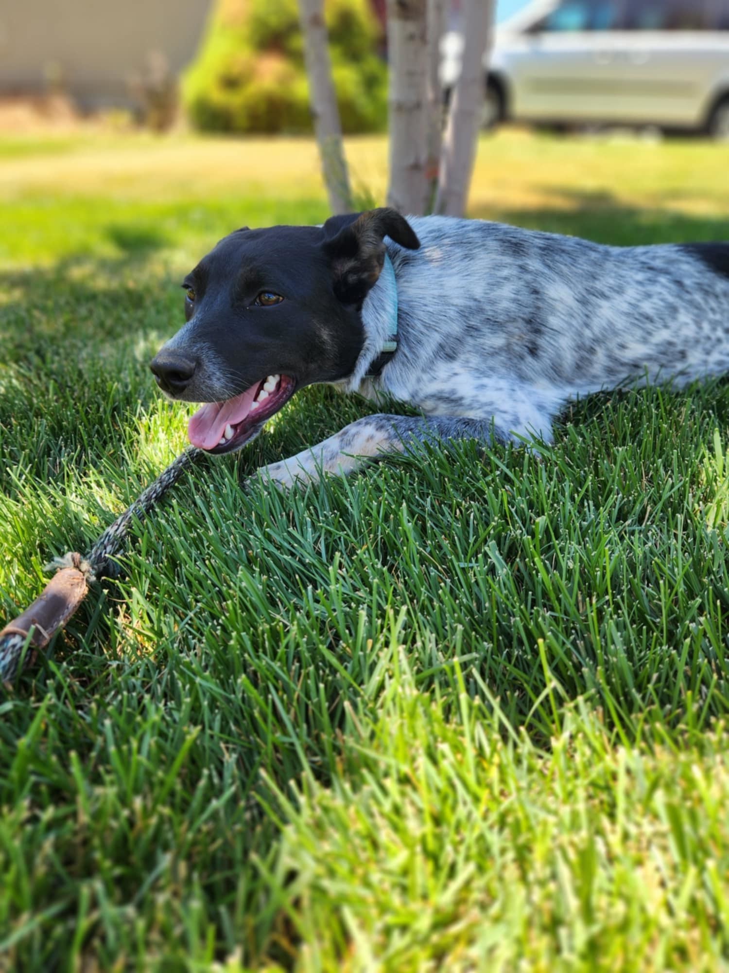 Marlie, an adoptable Australian Cattle Dog / Blue Heeler in Midway, UT, 84049 | Photo Image 3