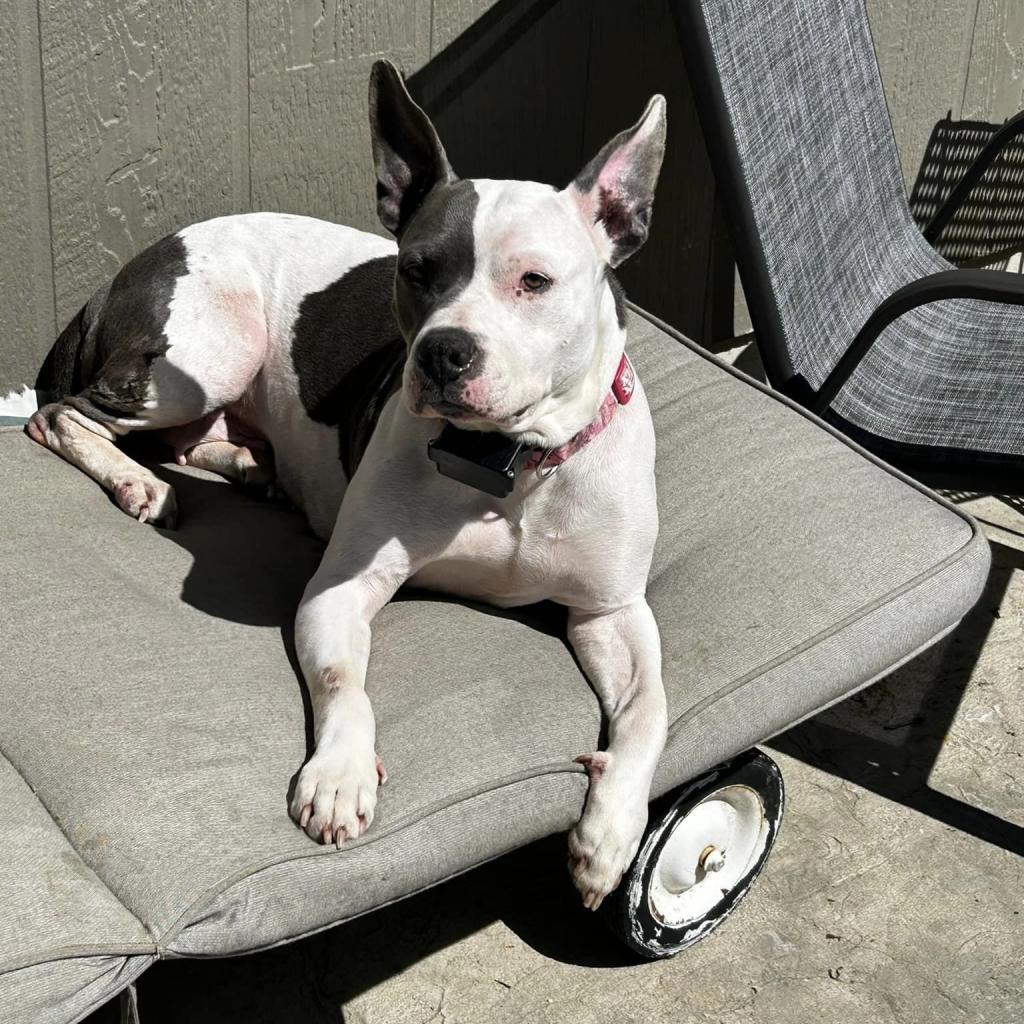 Marley, an adoptable Pit Bull Terrier in Shelbyville, IL, 62565 | Photo Image 1