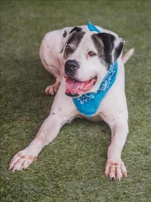 HERCULES Dogo Argentino Dog