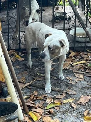 WILBUR American Bulldog Dog