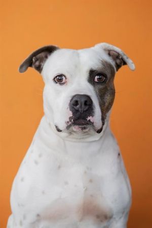 WILBUR American Bulldog Dog