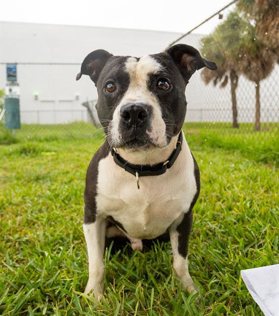FINN, an adoptable Terrier, Mixed Breed in Miami, FL, 33122 | Photo Image 1