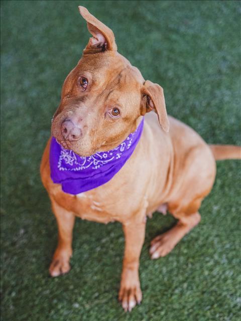 KRISTY, an adoptable Pit Bull Terrier, Mixed Breed in Miami, FL, 33122 | Photo Image 1