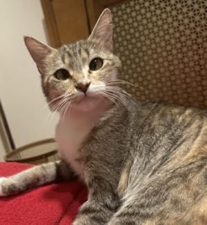 Olivia Domestic Short Hair Cat