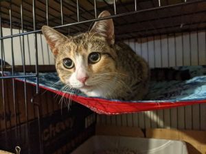 Meet Aghata a beautiful 8-month-old tabby who loves to play with humans and other cats and very mu