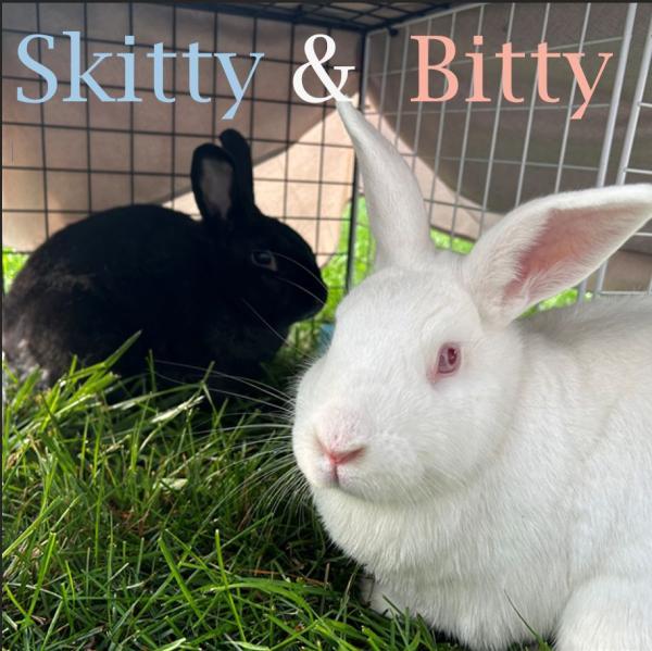 Bitty 1