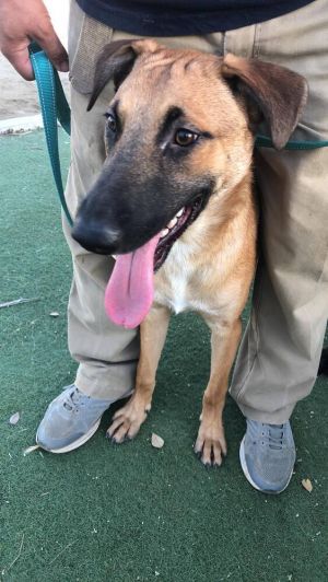 Hunter is a 2-year-old male Shepherd mix who weighs 48 pounds He loves people and other dogs both 