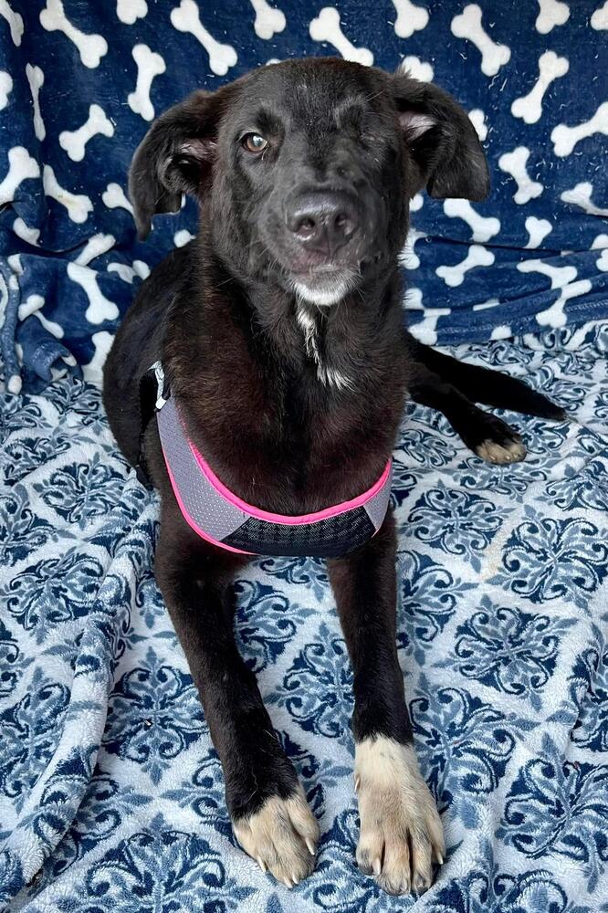 Roxy The Pirate 2