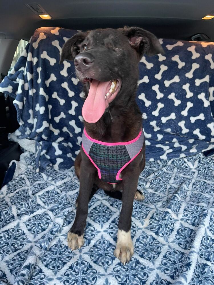 Roxy The Pirate