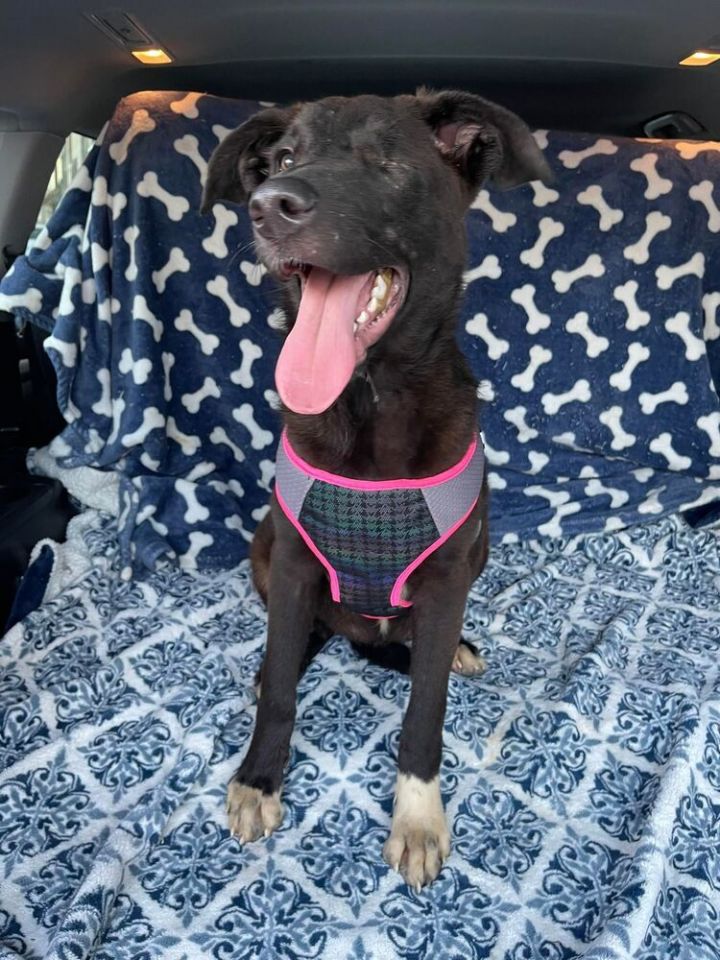 Roxy The Pirate 5