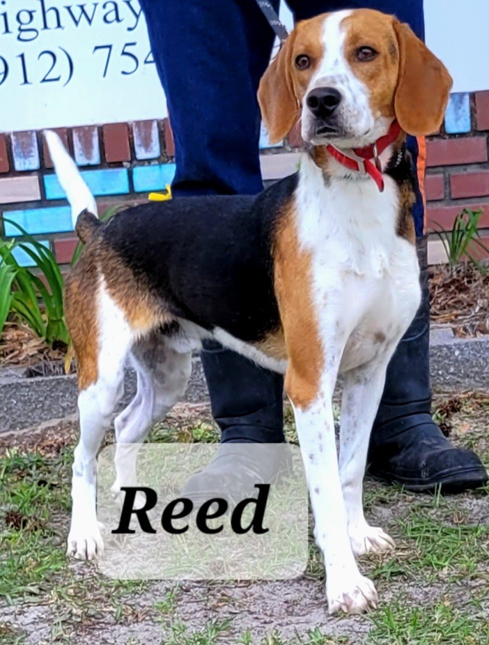 Reed