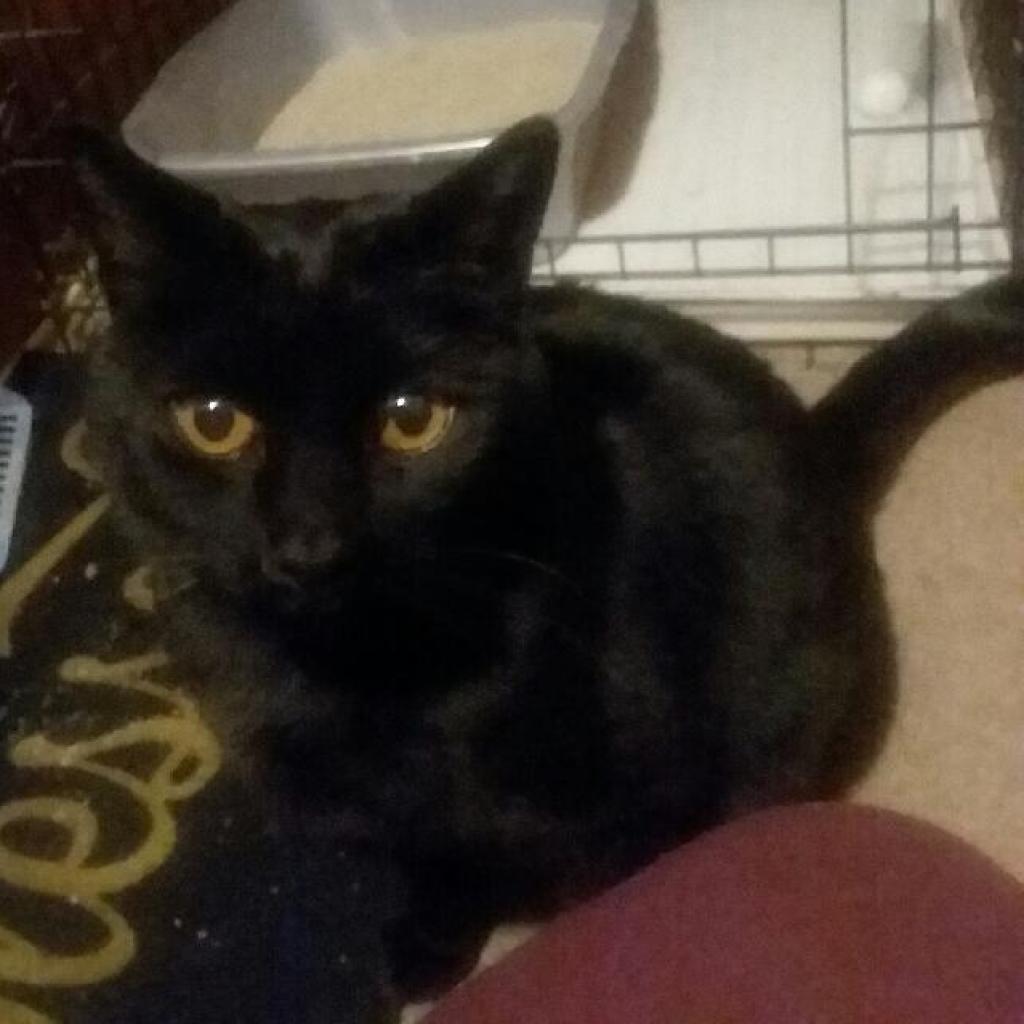 Jack, an adoptable Domestic Short Hair in Rochester, MN, 55903 | Photo Image 1
