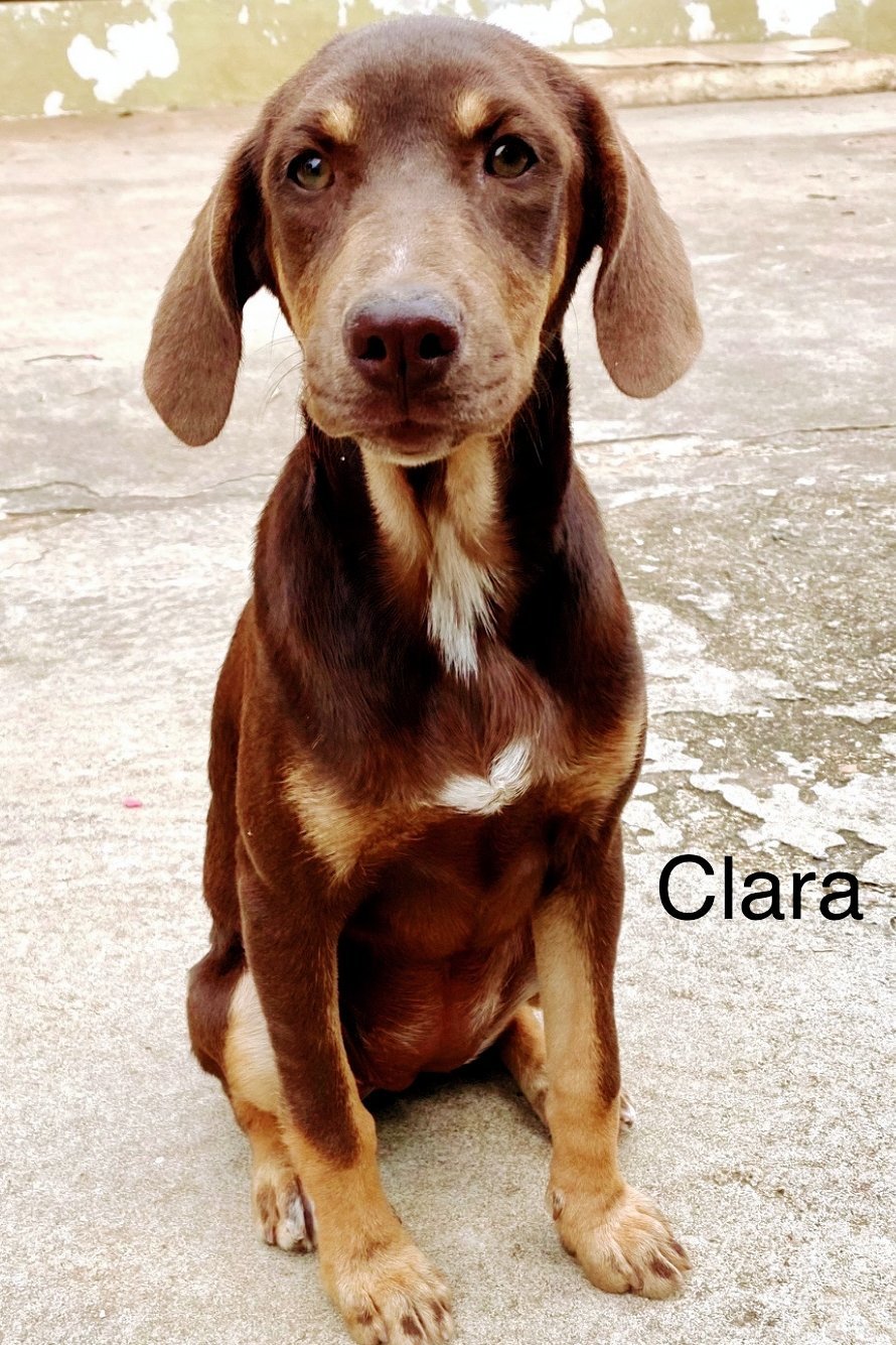 Clara 3221
