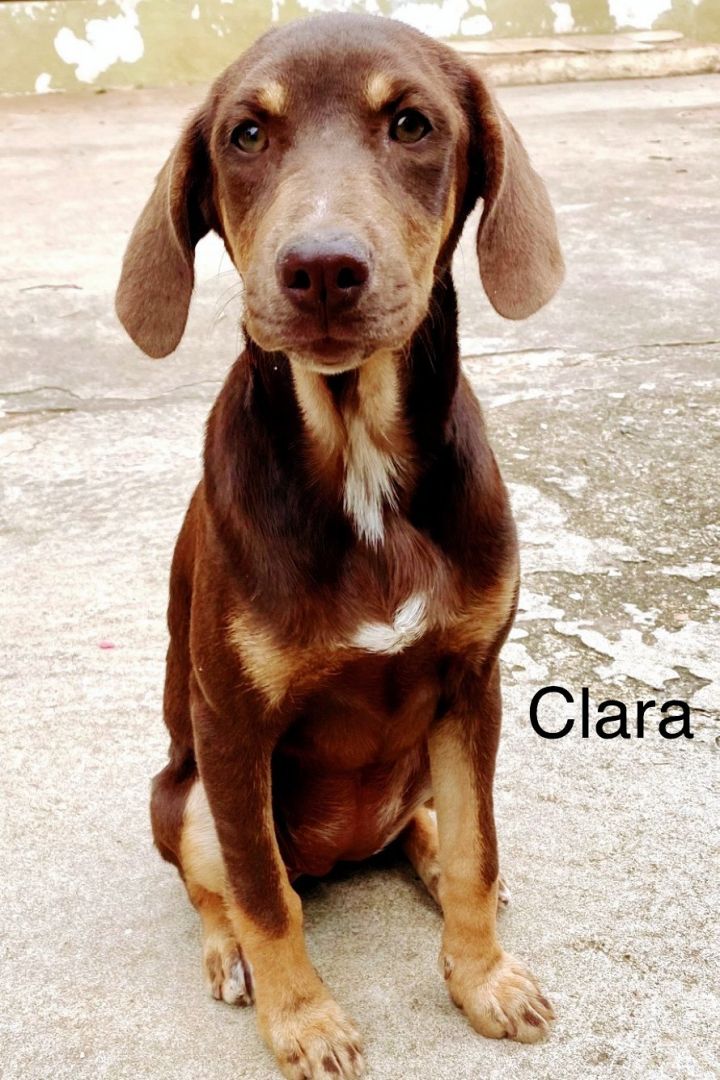 Clara 3221 2