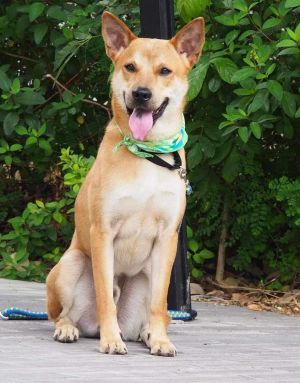 Hachi spayed male 3 Year-6 months old 40 Lbs If you would like to give HACHI a forever home ple