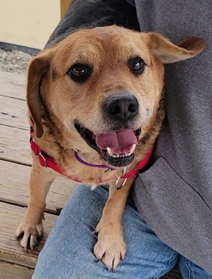 Dog for adoption Bandit a Beagle Rottweiler Mix in Elmira NY