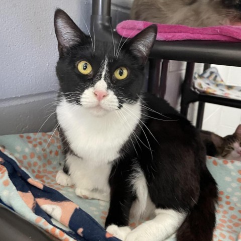 Snow White, an adoptable Domestic Short Hair in Enterprise, AL, 36330 | Photo Image 1