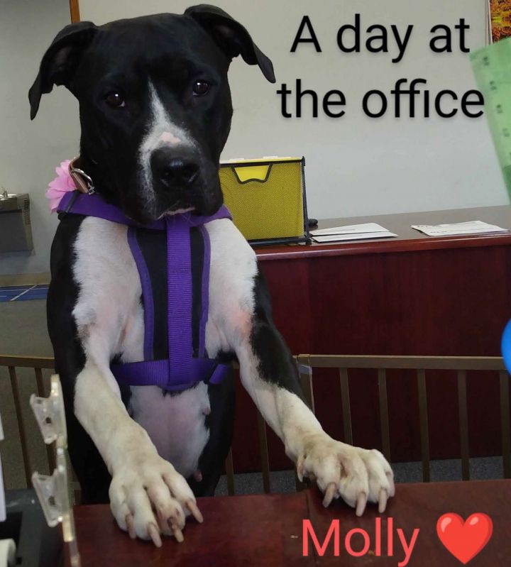 Dog for adoption Molly a Pit Bull Terrier Mix in Visalia CA