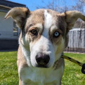 This charming Husky mix is Charlie He may be a bit shy at first but once hes gotten comfortable 