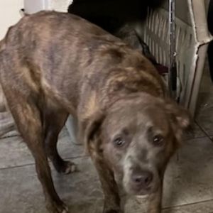 Colidapi, Adult Male Pit Bull Terrier